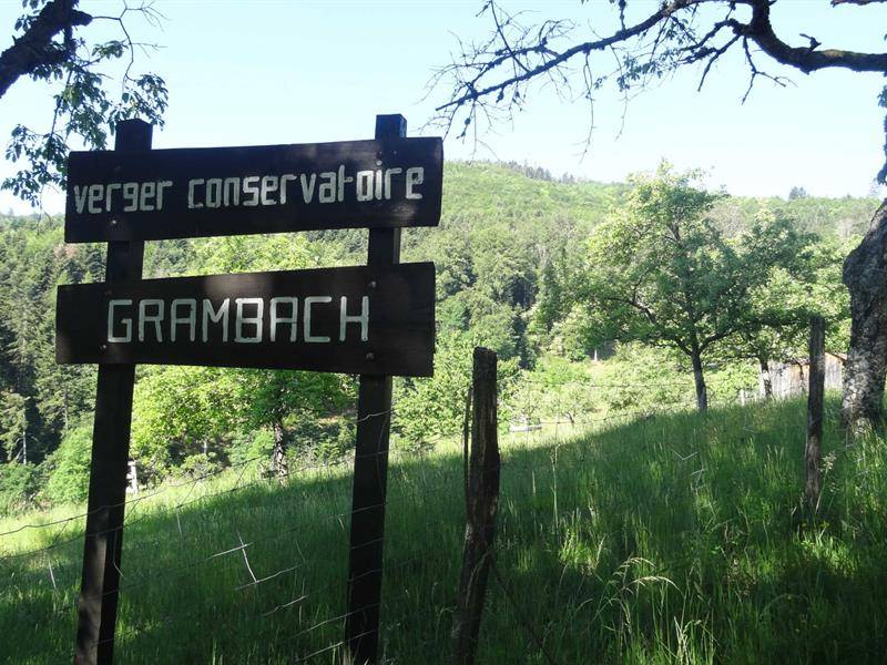 Randonnée : Marche santé Masevaux Grambaechle