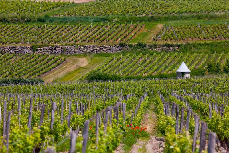 Randonnée : Petite boucle au coeur du vignoble de Sauternes