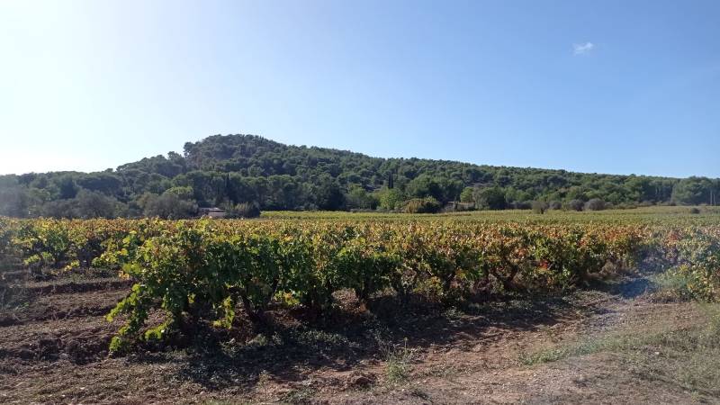 Randonnée : Sentier des vignerons - Boucle panoramique