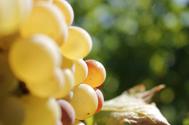 Randonnée : Boucle de Monbazillac