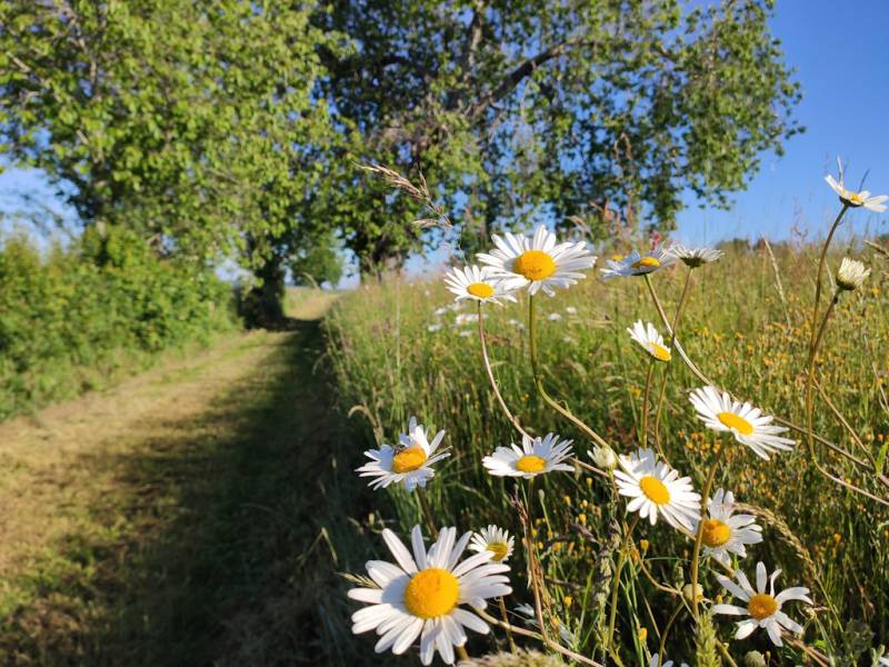 Randonnée : GRP®Monts et Barrages en Limousin - Boucle Entre Combade et Briance - Etape 3 - De Saint-Méard à Châteauneuf-la-Forêt