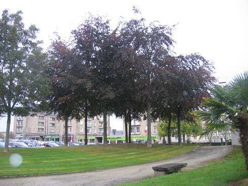 Randonnée : Promenade du CAUE "Les arbres, la ville et nous"
