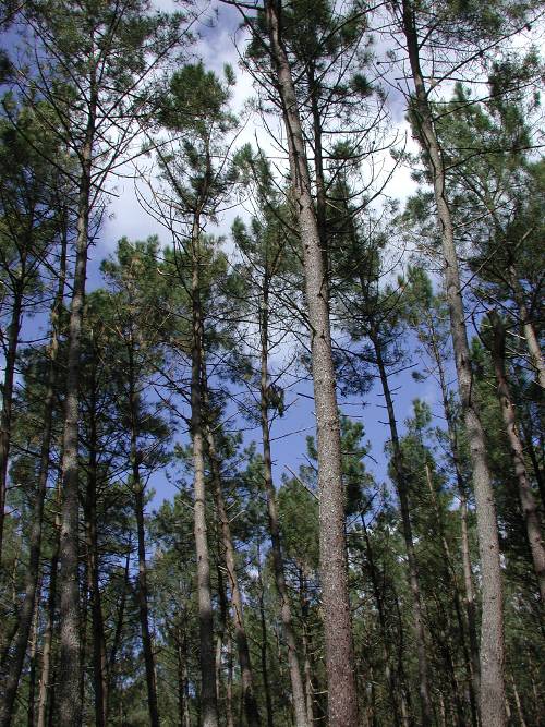 Randonnée : Fargues-sur-Ourbise, une île en forêt