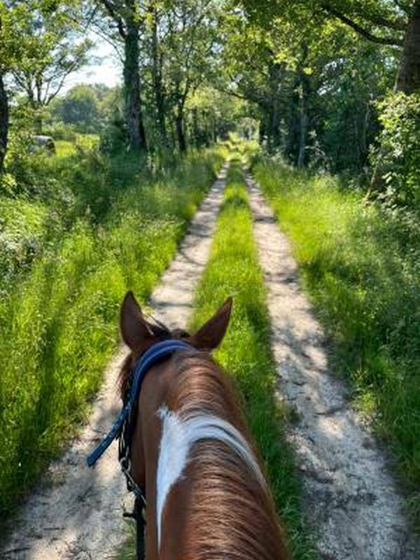 Randonnée : La Brenne à cheval : Grand tour des étangs de la Brenne en 3 jours par la Route d'Artagnan