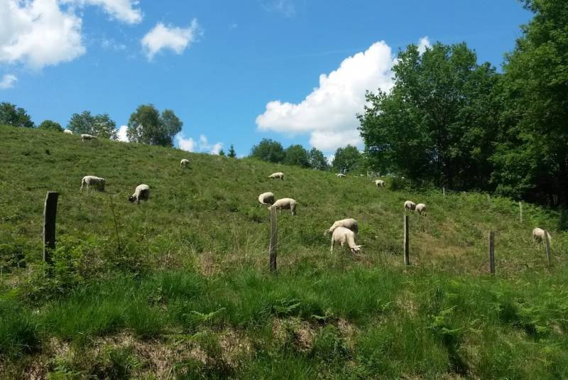 Randonnée : Sentier des bergères