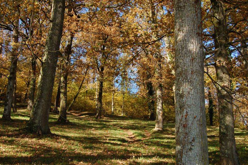 Randonnée : Sentier Le Bois du Curé et des mille Diables