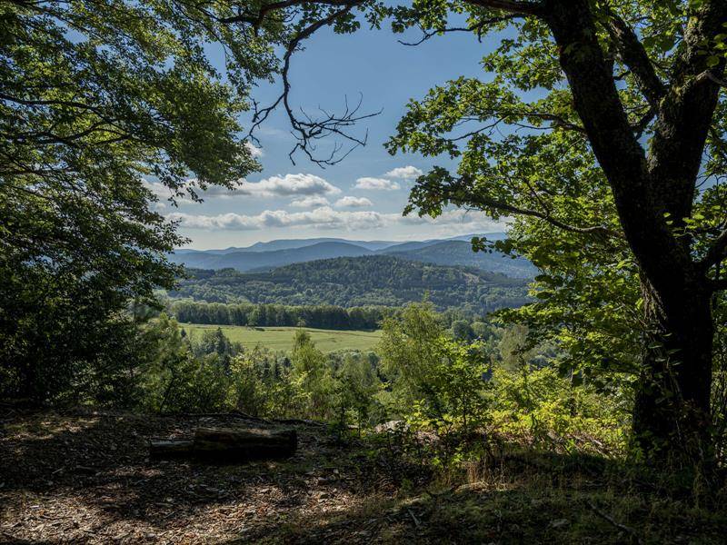 Randonnée : Circuit poussettes D01 : De la plateforme du Donon au refuge Roger Laederich