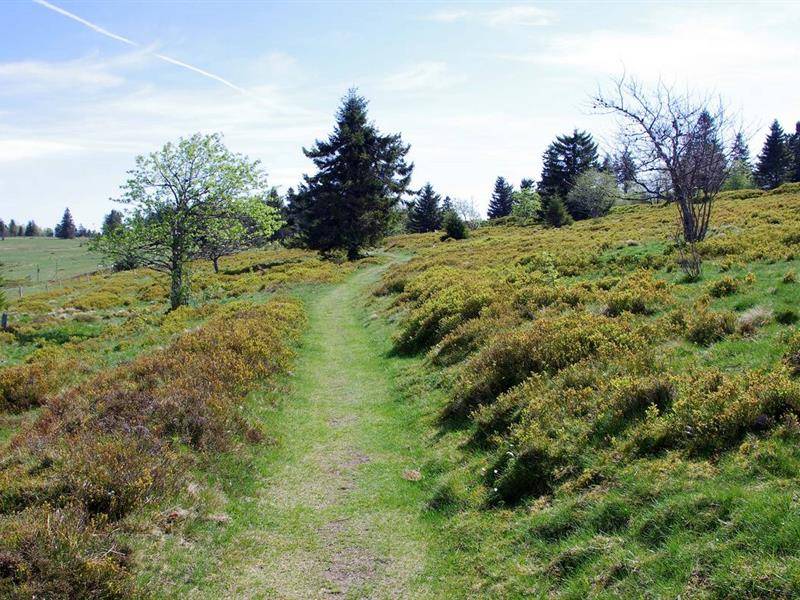 Randonnée : Circuit rando CDF04 : La chaume des Veaux