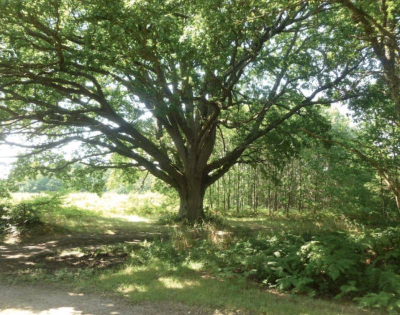 Randonnée : Circuit pédestre : Le Belvédère