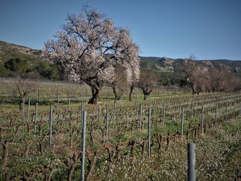 Randonnée : Le vignoble des Alpilles, rêve antique (Circuit 2 / Centre)