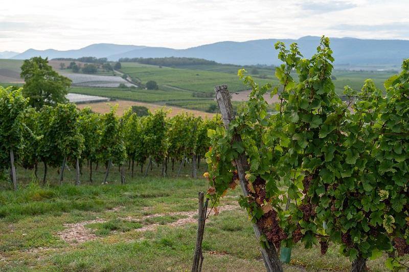 Randonnée : 1.Le Vignoble