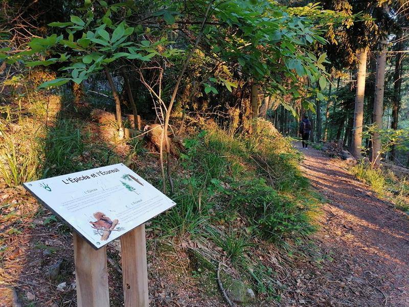 Randonnée : Sentier Sur les traces de l'écureuil