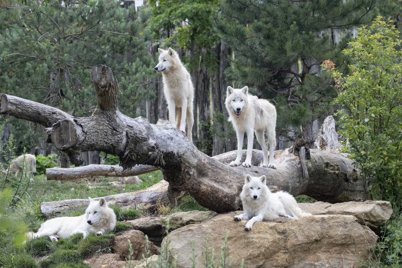 Randonnée : Navette Blois-Zoo de Beauval