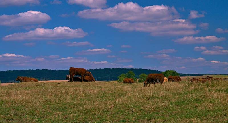 Randonnée : Entre forêt et prés salés