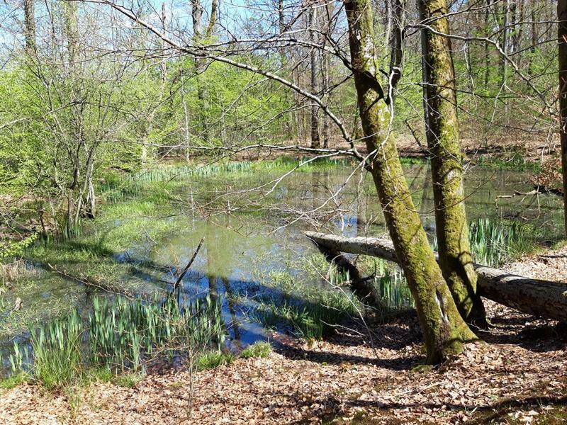 Randonnée : Randonnée pédestre à la découverte des mardelles