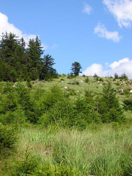 Randonnée : Circuit pédestre - Les Pingouins