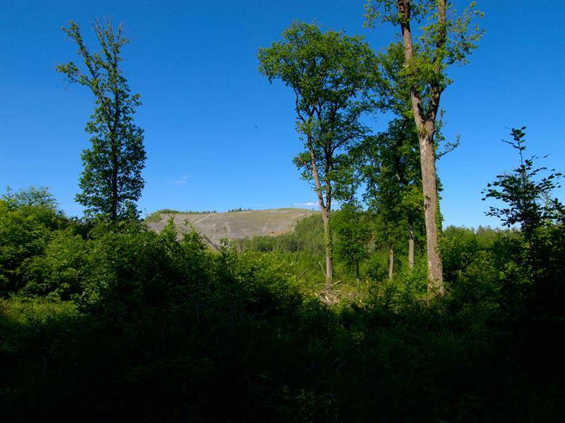 Randonnée : La forêt de la Houve