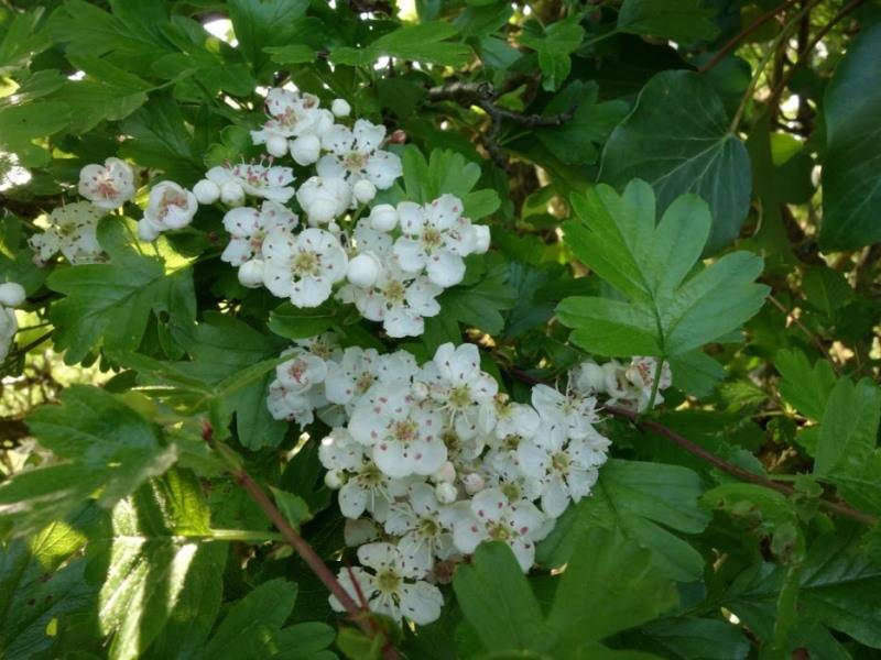Randonnée : Mon Herbier Châtillonnais : Saint-Cyran-du-Jambot, la flore des talus, des haies et des bois