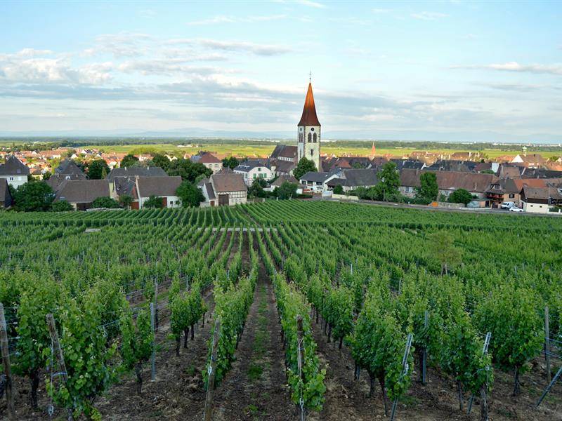 Randonnée : Circuit rando - de Kaysersberg à Ammerschwihr entre vignoble et forêt