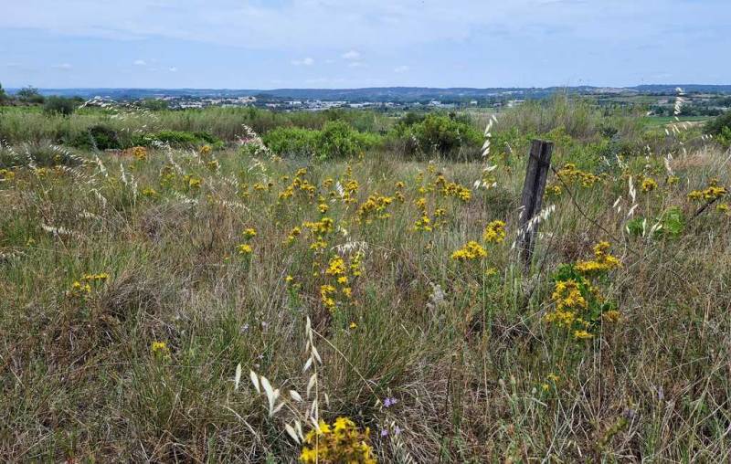 Randonnée : RANDONNEE A LA DECOUVERTE DE L'ORCHIDEE SAUVAGE
