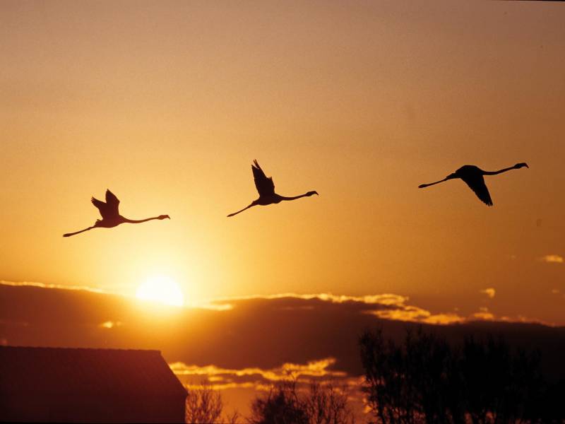 Randonnée : Sentier du Parc ornithologique du Pont de Gau