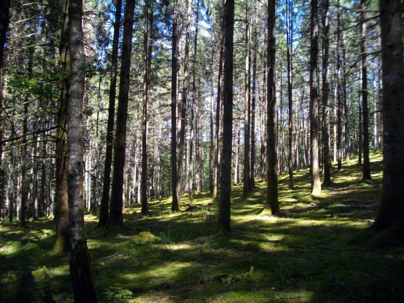 Randonnée : Au coeur de la forêt corrézienne