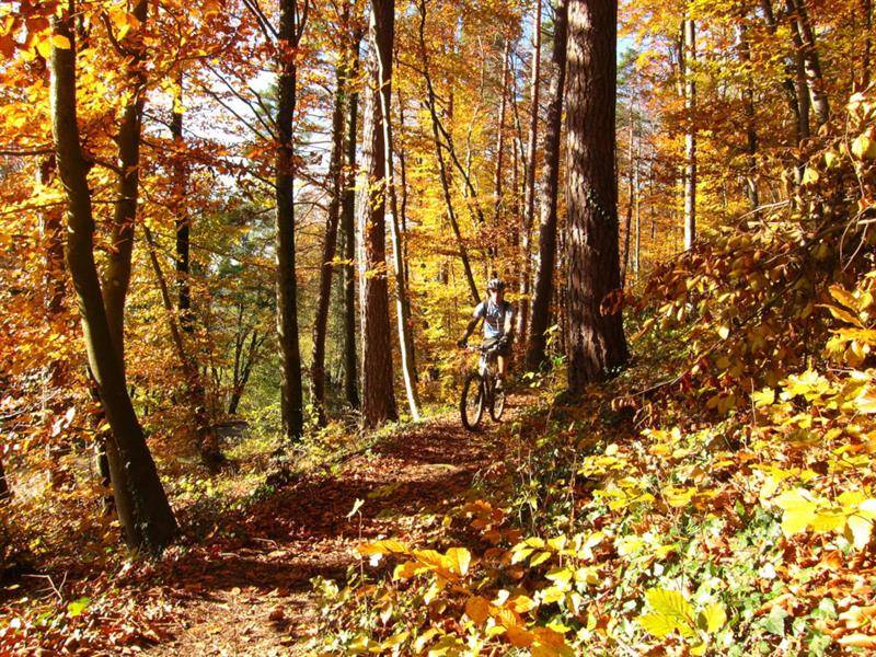 Randonnée : Circuit VTT n°25 Les deux Traubach