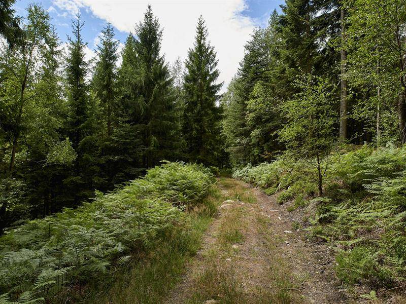 Randonnée : Circuit VTT C12 : Du château de Salm au col du Hantz