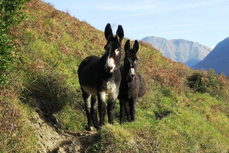 Randonnée : N°5 Fougeraies de Laünde