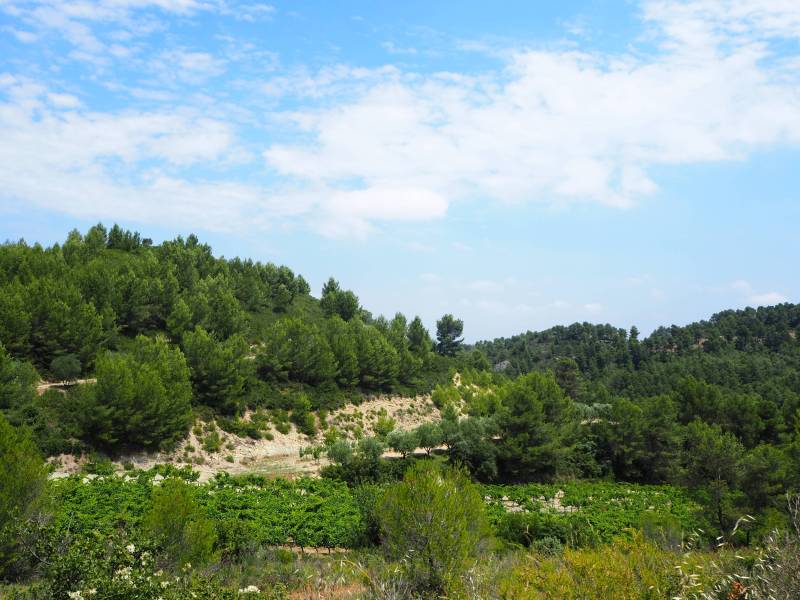 Randonnée : SAINT-ÉTIENNE-DU-GRÈS - La grande pinède des Alpilles