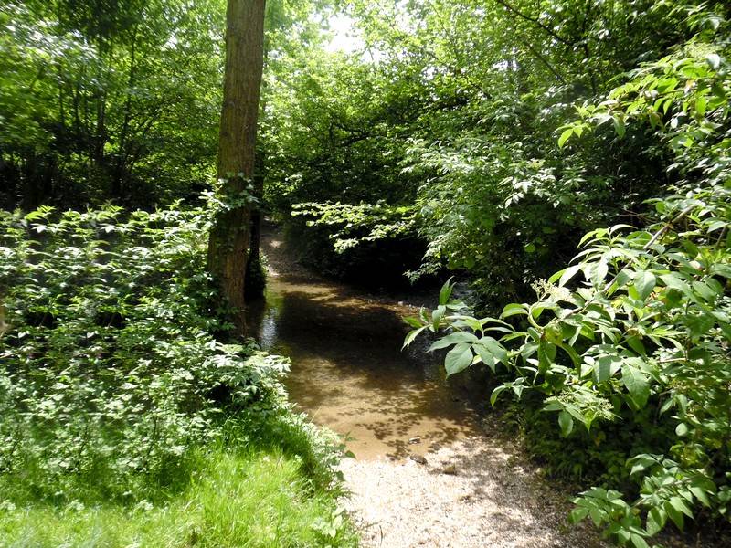 Randonnée : OUILLY-DU-HOULEY  : La forêt du Houley  -10,6KM