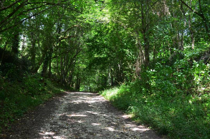 Randonnée : Ambrus, découverte de la forêt