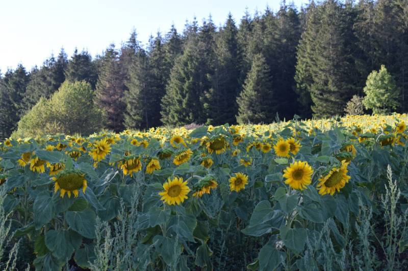 Randonnée : LE CIRCUIT DES MONTS - CIRCUIT CYCLO N° 5