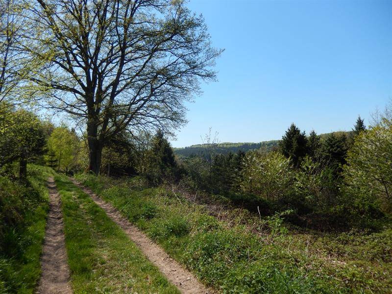 Randonnée : Circuit de Zittersheim