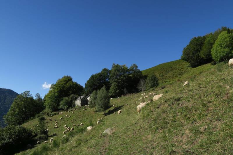 Randonnée : N°60 Sur les traces de l'ours petit circuit