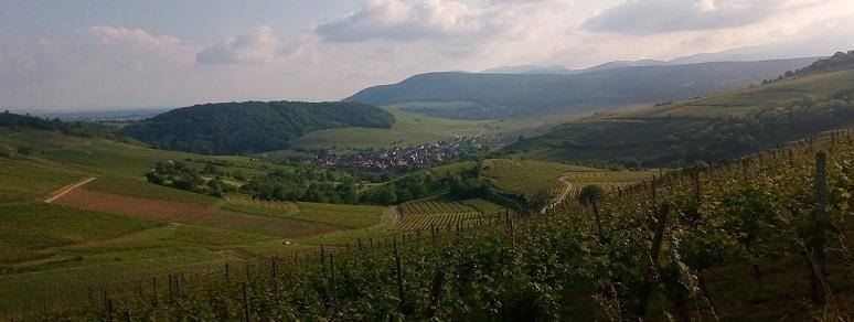 Randonnée : Sentier vignoble et collines sèches (Strangenberg)
