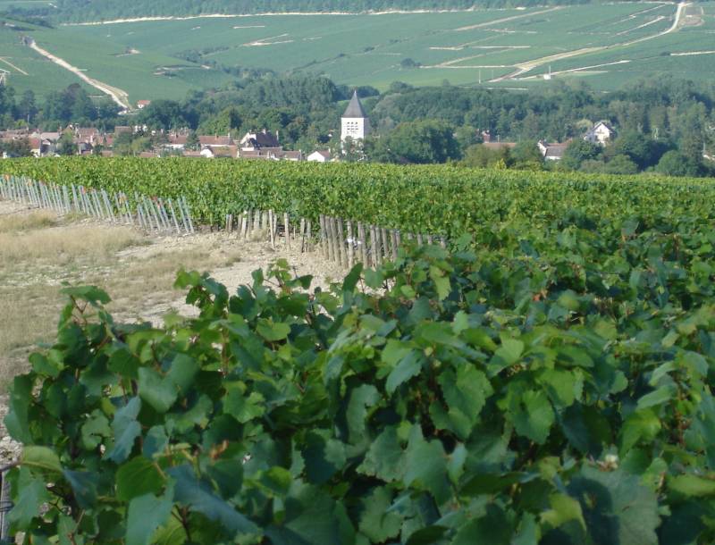Randonnée : Les 7 Grand Crus