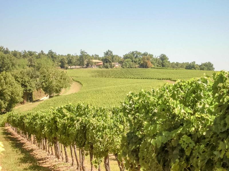 Randonnée : Circuit des vignobles