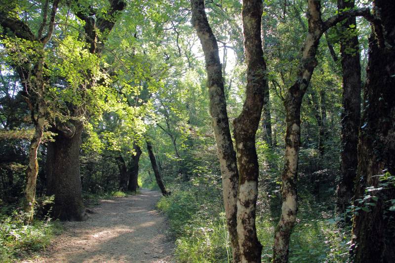 Randonnée : La Forêt du Défens