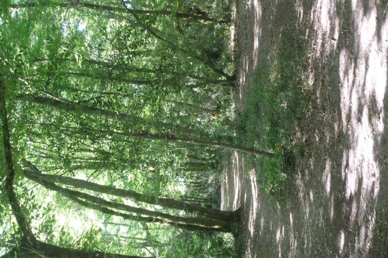 Randonnée : Balade à roulettes : Bois de Laburthe - Impraticable