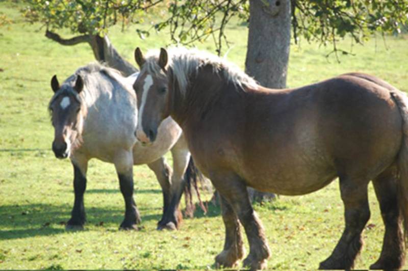 Randonnée : Boucle à cheval du Bois de Pure