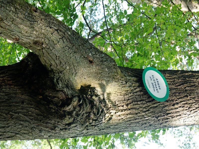 Randonnée : Circuit de l'Arbre Éléphant