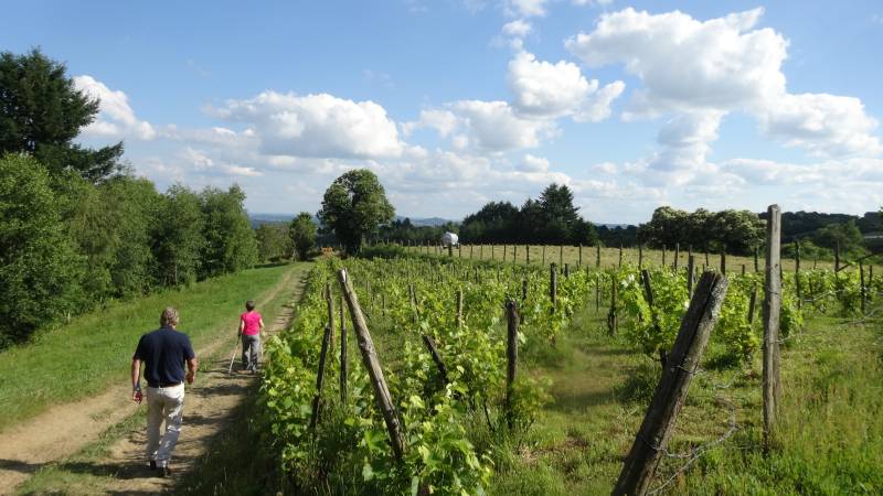 Randonnée : Les Vignes