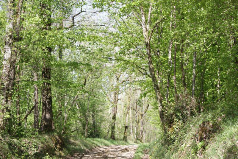 Randonnée : Boucle du Bois Barré - Singleyrac
