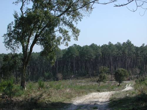 Randonnée : Lisse, aux portes de la forêt Landaise