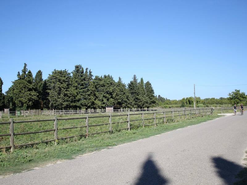 Randonnée : Saint Andiol - Verquières : L'arbre et le patrimoine