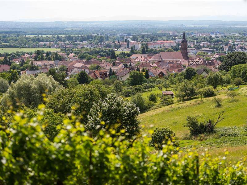 Randonnée : Sentier viticole des Coteaux du Vieil-Armand