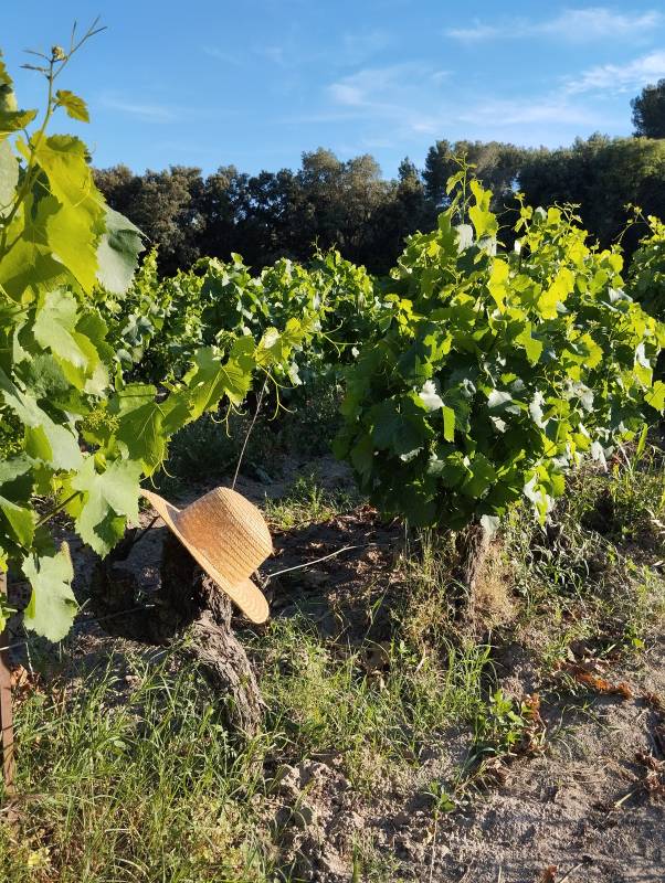 Randonnée : La Route des Vins en Terre de Provence