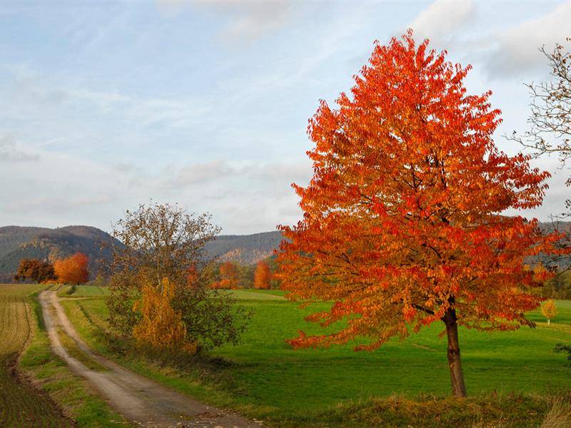 Randonnée : Circuit VTT du Schoeneck
