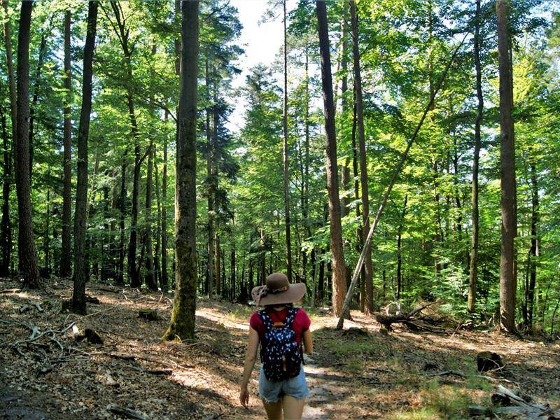 Randonnée : Sentier botanique du Seelberg